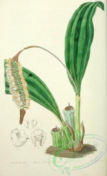 orchids-03678 - 1777-pholidota imbricata, Imbricated Pholidota [2545x4187]