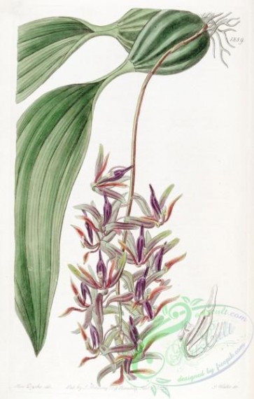 orchids-03722 - 1889-cirrhaea tristis, Sad-coloured Cirrhaea [2653x4166]