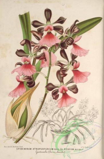 orchids-04445 - epidendrum atropurpureum roseum [3740x5717]