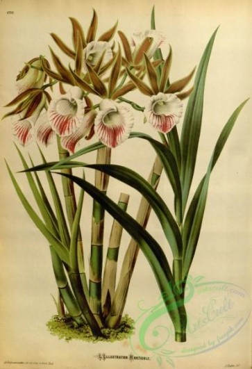 orchids-04512 - galeandra devoniana [3613x5283]