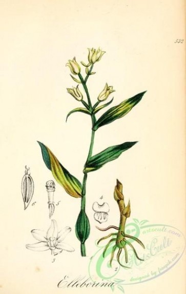 orchids-05115 - serapias lancifolia, ginnandria diandria [2065x3258]