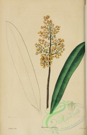 orchids-05130 - oncidium pumilum [2268x3518]