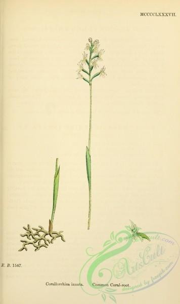 orchids-05164 - Common Coral-root, corallorrhiza innata [1668x2806]