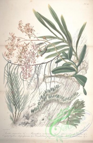orchids-05414 - aerides suaveolens, renanthera moluccana, schoenorchis juncifolia, oxystophyllum atropurpureum, dendrobium funiforme, dendrobium heteroideum [4622x7108]