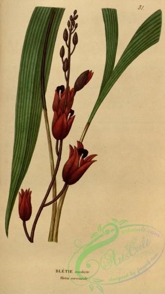 orchids-05421 - bletia verecunda [1912x3388]