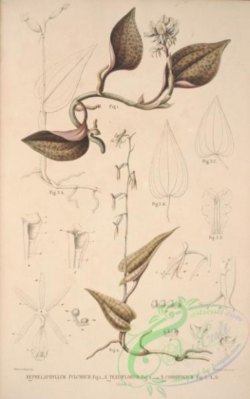 orchids-05989 - nephelaphyllum pulchrum, nephelaphyllum tenuiflorum, nephelaphyllum cordifolium [4492x7164]