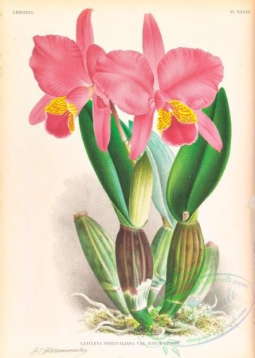 orchids-06310 - cattleya percivaliana reichenbachi