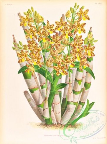 orchids-06416 - ansellia congoensis