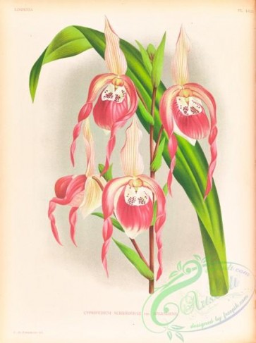 orchids-06429 - cypripedium schroderae splendens