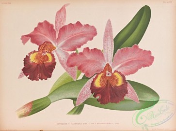 orchids-06489 - cattleya hardyana laversinensis