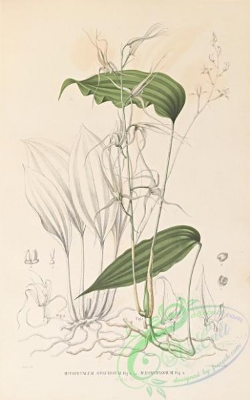orchids-06568 - mitopetalum speciosum, mitopetalum parviflorum