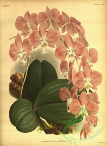 orchids-06623 - phalaenopsis sanderiana