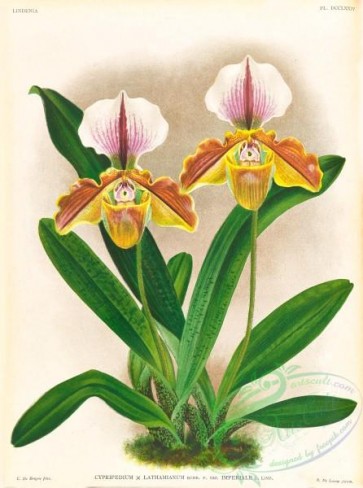 orchids-06638 - 006-cypripedium lathamianum imperiale