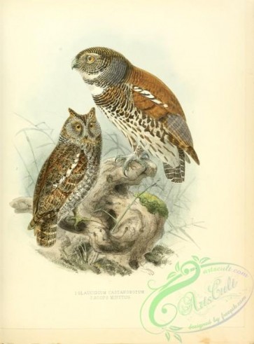 owls-00020 - Chestnut-backed Owlet, Oriental Scops-Owl