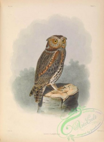 owls-00046 - Feilner's Owl or Flammulated Owl