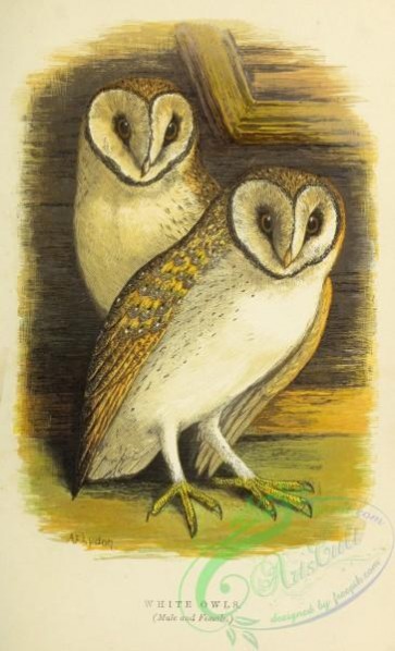 owls-00125 - White Owl