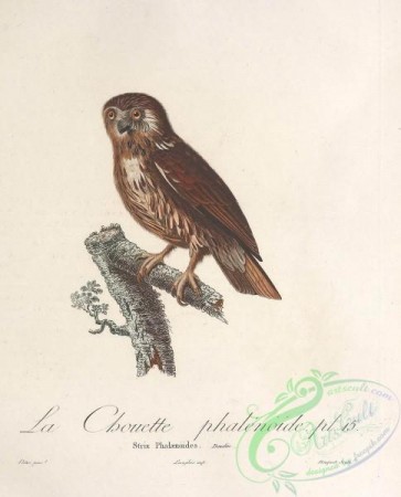 owls-00133 - strix phalaenoides