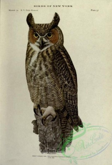 owls-00183 - Great Horned Owl