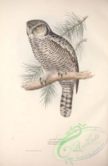 owls-00265 - Hawk Owl