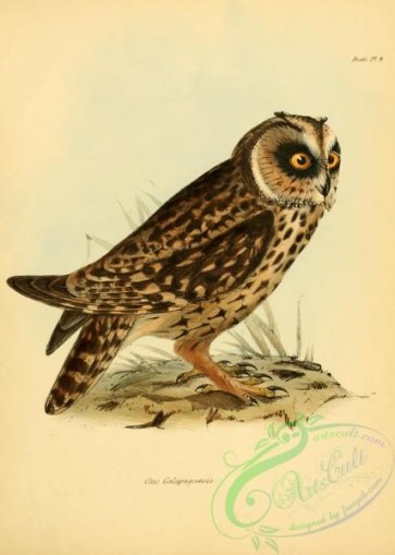 owls-00290 - otus galapagoensis