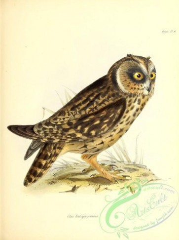 owls-00325 - otus galapagoensis
