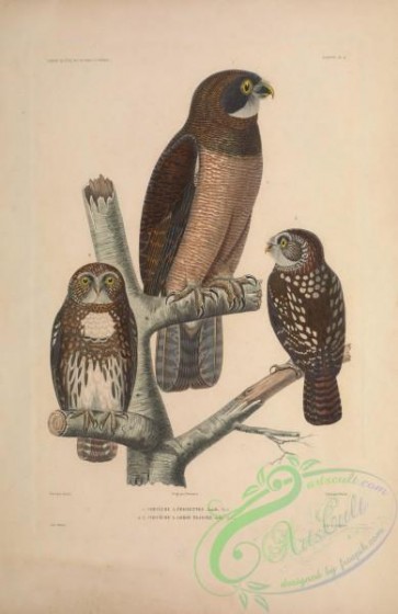 owls-00330 - cheveche a epaulettes (Fr),  cheveche a gorge blanche (Fr)