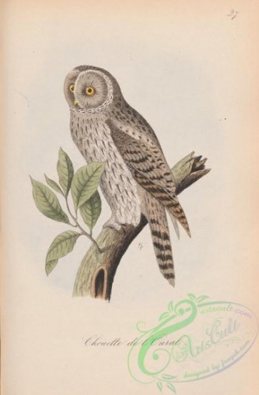 owls-00344 - 027-Ural Owl, strix uralensis