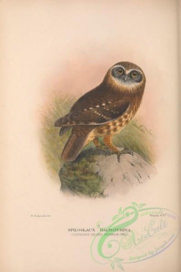 owls-00360 - 027-Kangaroo Island Boobook Owl, spiloglaux halmaturina