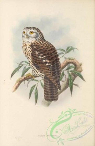 owls-00377 - 007-Salvadori's Hawk-Owl, ninox dimorpha