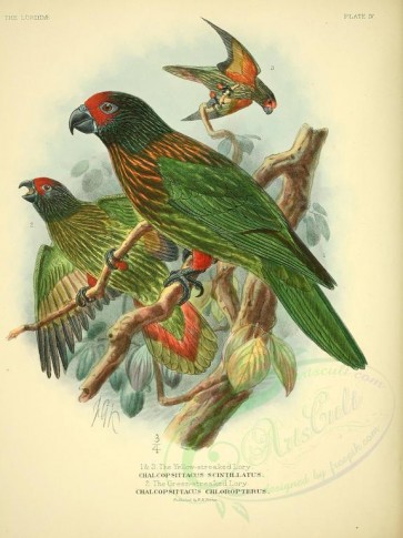 parrots_birds-00060 - Yellow-streaked Lory, Green-streaked Lory [2615x3488]