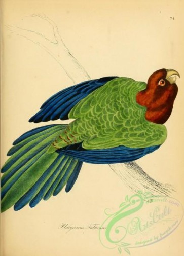 parrots_birds-00467 - platycercus tabuensis