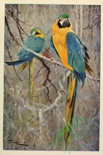 parrots_birds-00953 - sittace caerulea