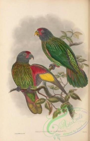 parrots_birds-01230 - 038-Red-fronted Lory, chalcopsittacus scintillatus