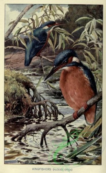 passerines-00361 - Kingfisher, alcedo ispida