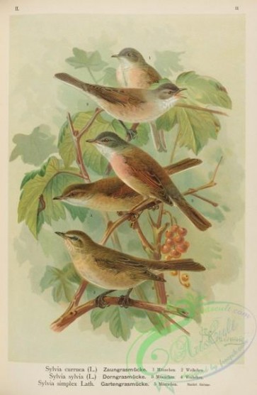 passerines-00430 - Lesser Whitethroat, sylvia curruca, Common Whitethroat, sylvia sylvia, Garden Warbler, sylvia simplex