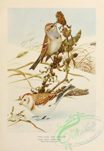 passerines-00450 - Tree Sparrow, Snowflake