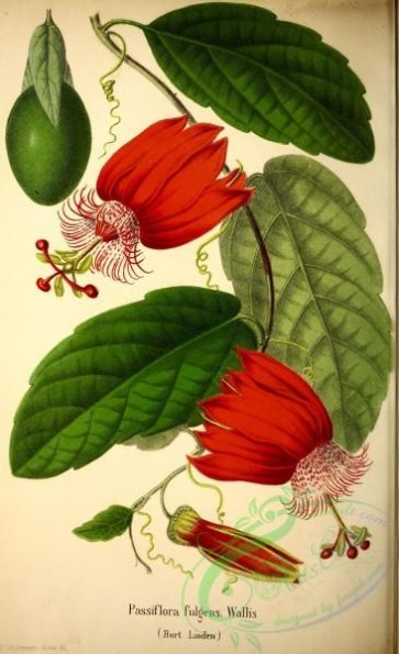 passiflora-00176 - passiflora fulgens [2923x4782]