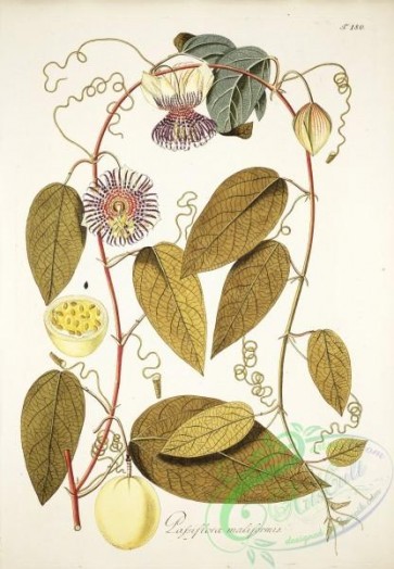 passiflora-00237 - passiflora maliformis [3900x5620]