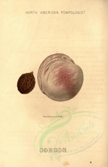 peach-00033 - Gorgos Peach [1882x2916]