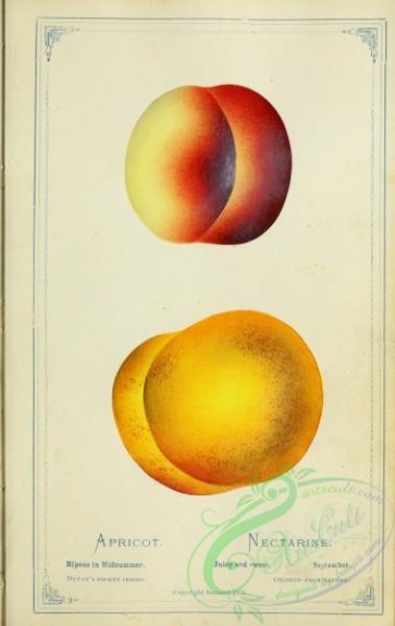 peach-01153 - Apricot, Nectarine