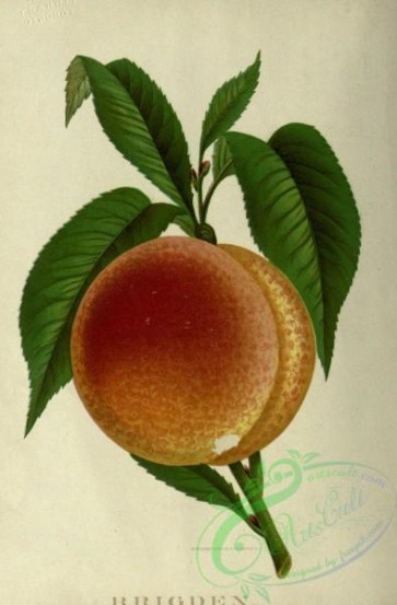 peach-01277 - Brigden Peach
