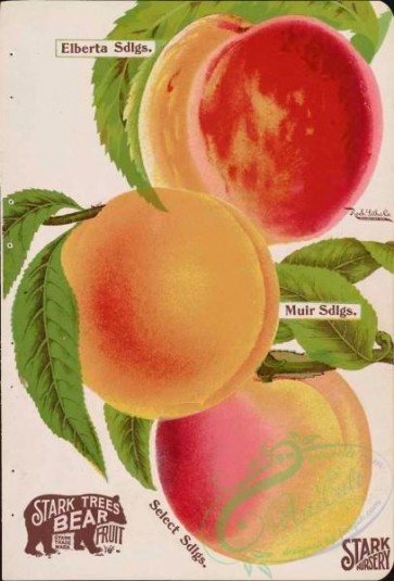 peach-01393 - 038-Peach
