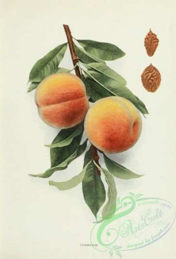 peach-01527 - 024-Peach Champion