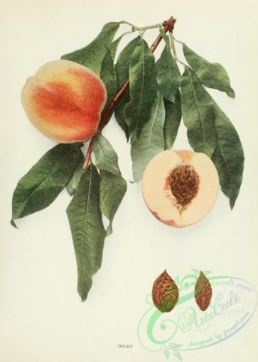 peach-01549 - 046-Peach Hiley