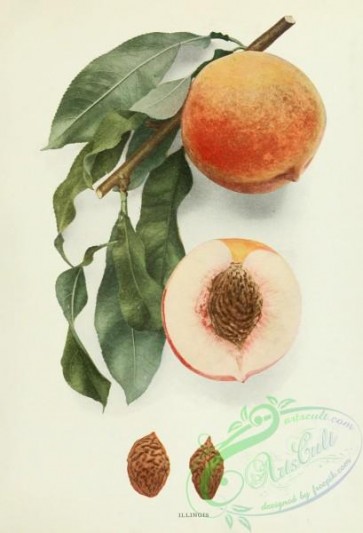 peach-01551 - 048-Peach Illinois
