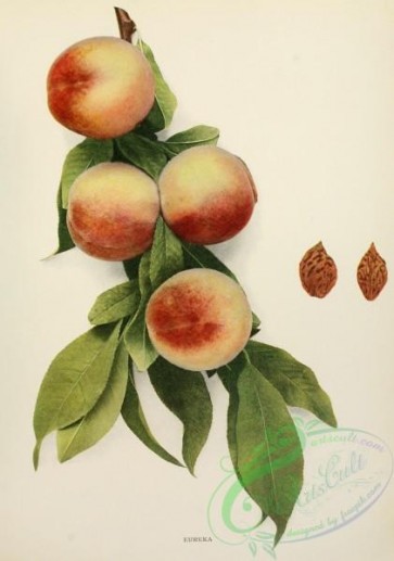 peach-01627 - 034-Peach Engle