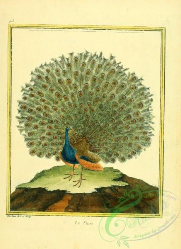 peacocks_and_pheasants-00007 - Peacock
