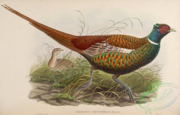 peacocks_and_pheasants-00057 - Oxus Pheasant