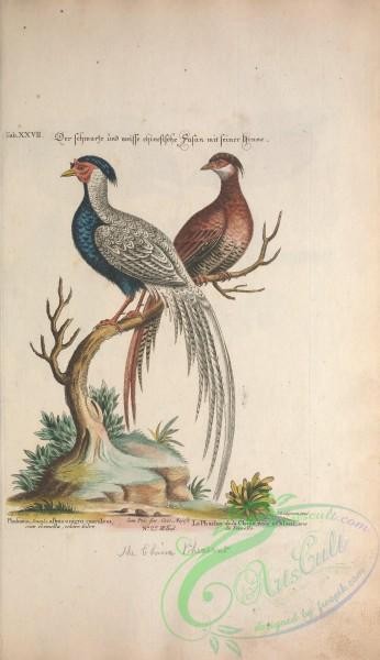 peacocks_and_pheasants-00090 - Chinese Pheasant
