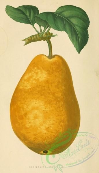 pear-00016 - Brockworth Park Pear [1758x3067]